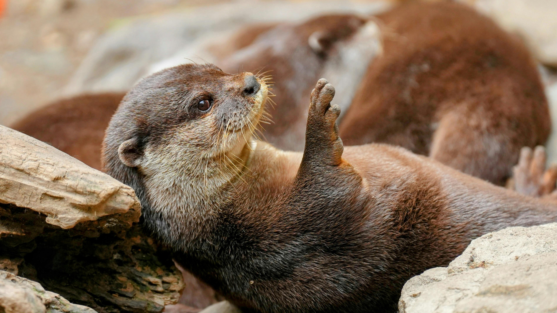 海獺真的會把肚子當飯桌嗎？超有趣的海洋生物動物冷知識