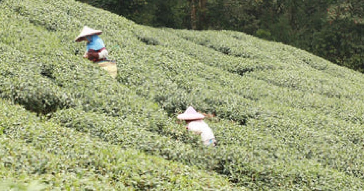 南投の茶畑と炭紀｜産地が味を決める理由