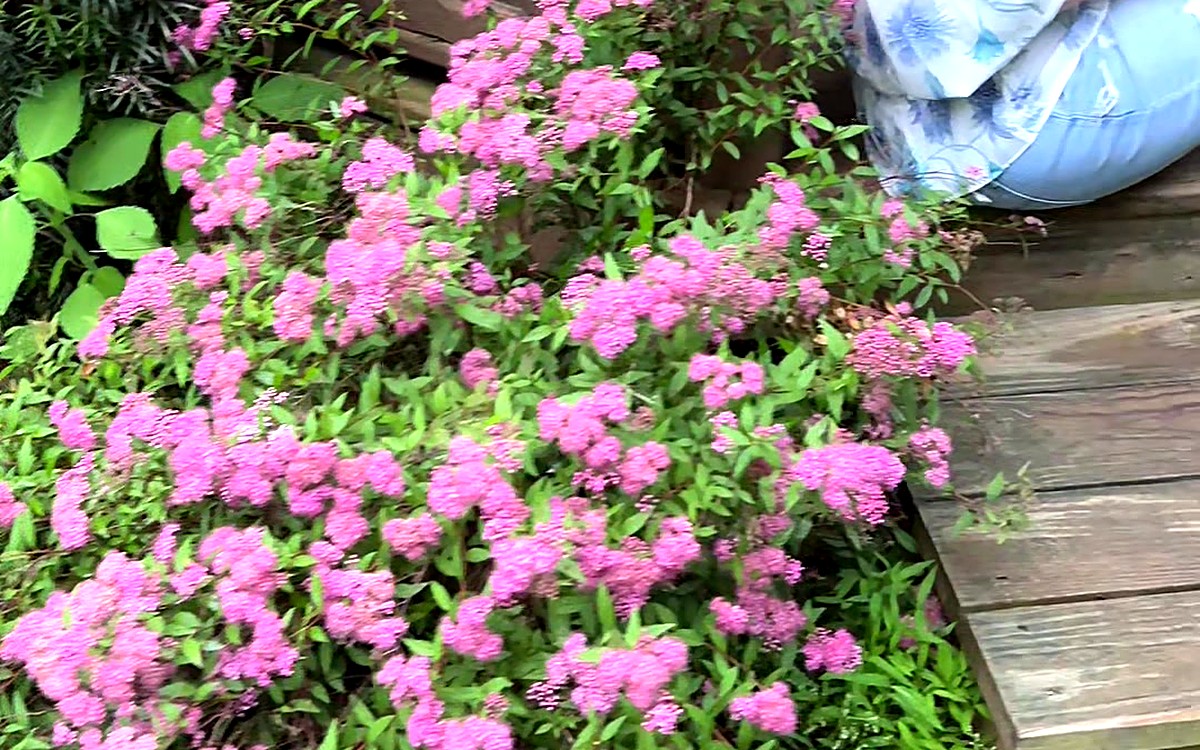 Pink flowers beside a wooden deck outdoors